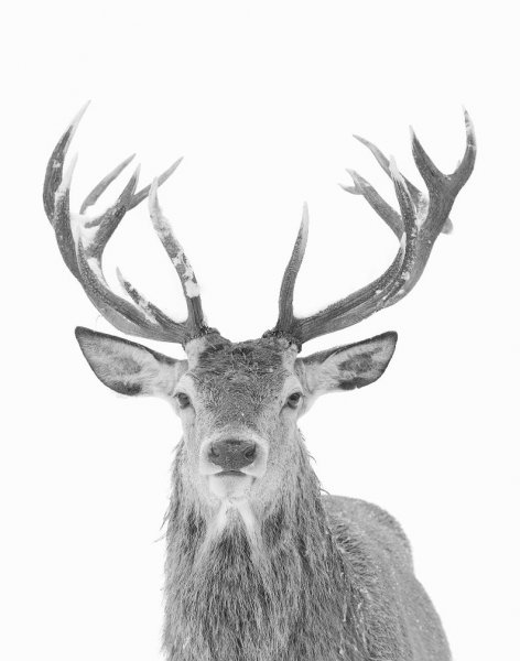 Олень Сканди