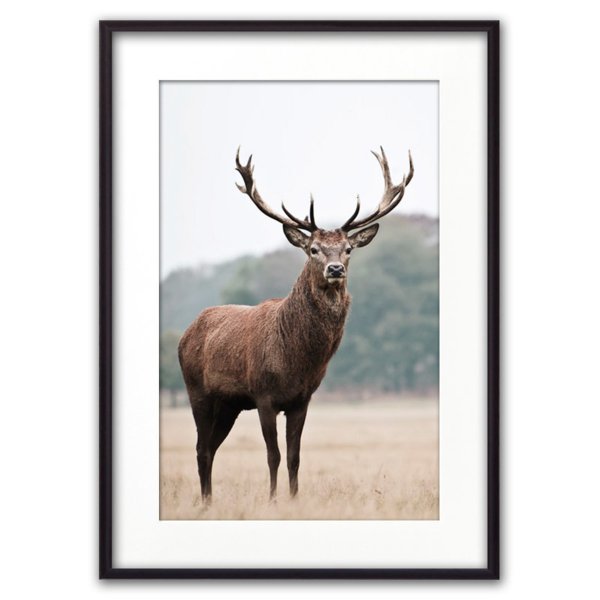 Олень в рамке