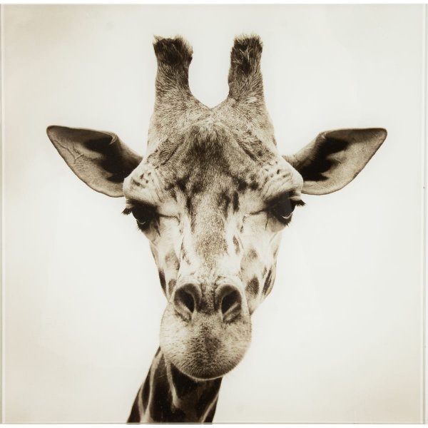 Плакаты с животными дизайнерские