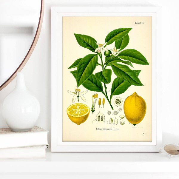 Ботаника постеры лимон