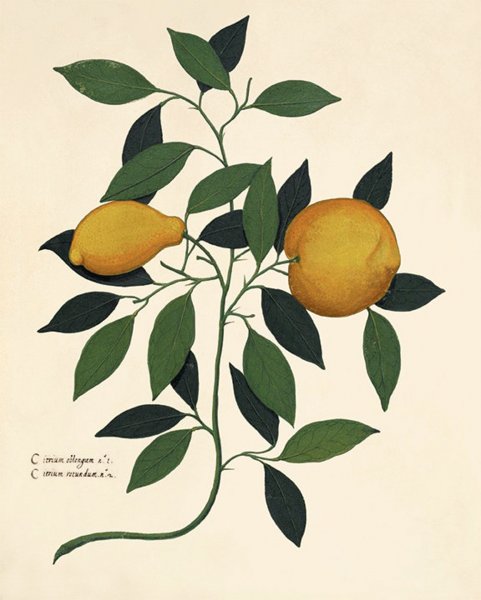 Постер на кухню лимоны