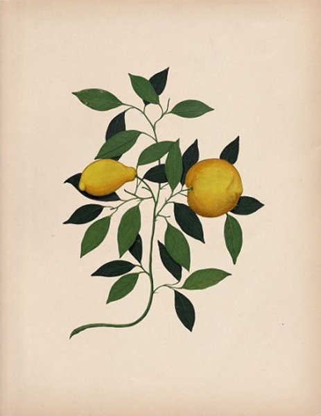 Лимоны живопись