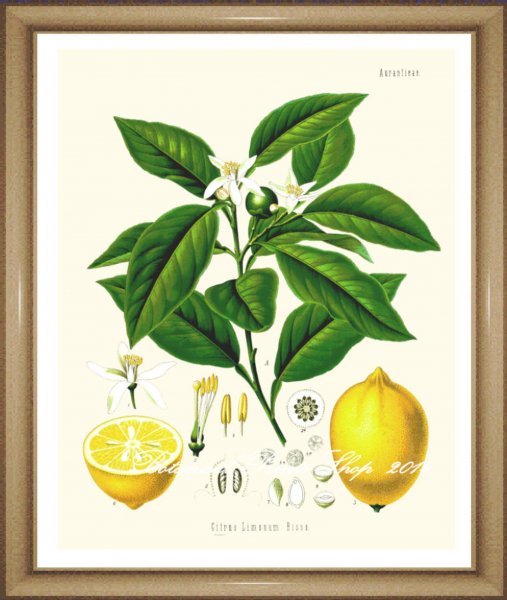 When Life gives you Lemons