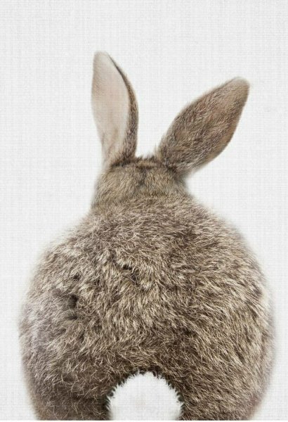 Постер кролик