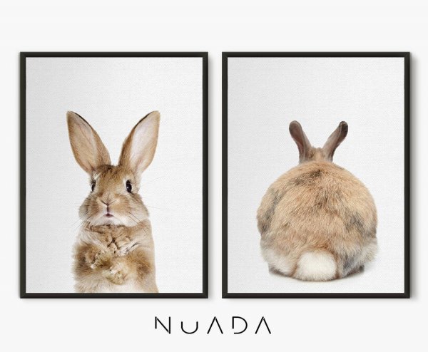 Картины кролик спереди и сзади