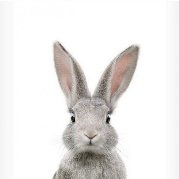 Мордочка кролика