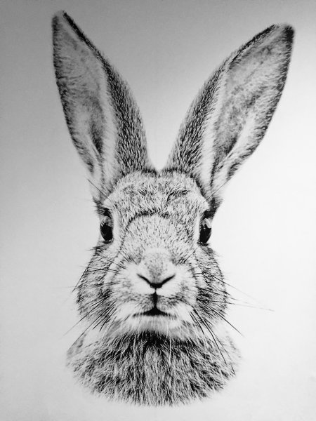 Голова зайца