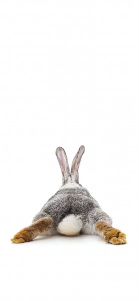 Постер заяц