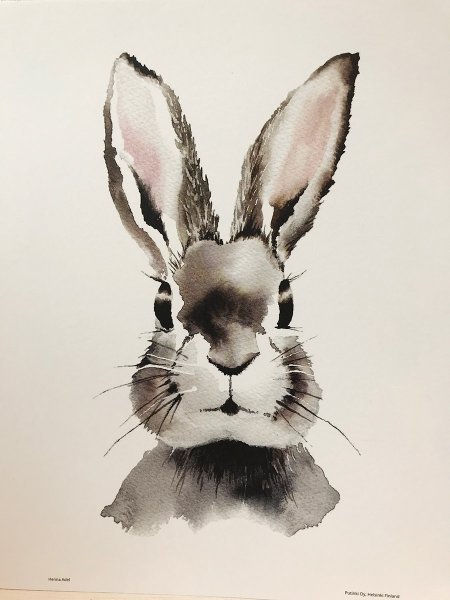 Кролик анфас