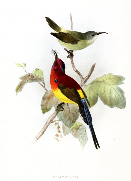 Изображение птиц для постеров