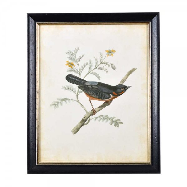 Набор постеров птицы