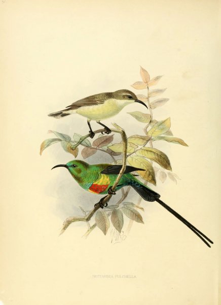 Птички в скандинавском стиле