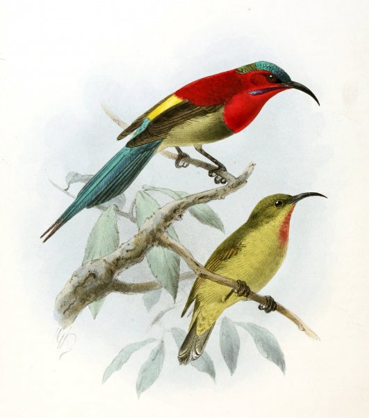 Постер птицы на ветках