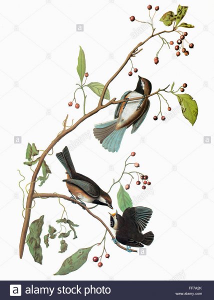 Художница Susan Winget птицы