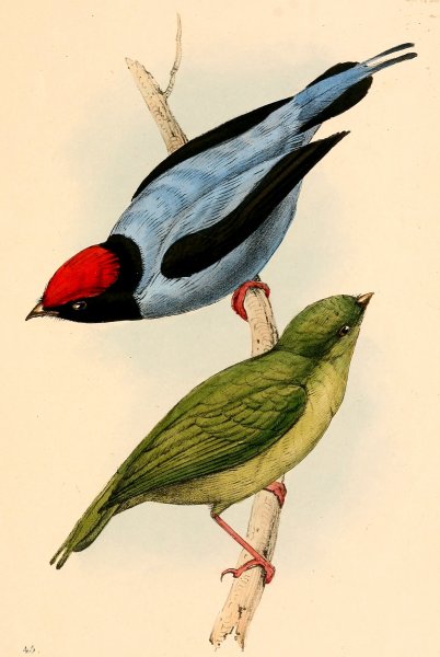 Интерьерные картины птицы