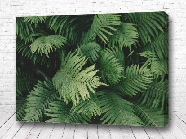 Папоротник картина