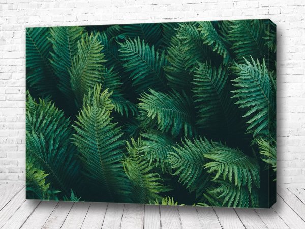 Папоротник Постер картина