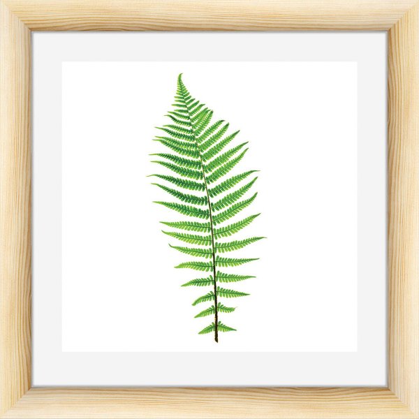 Папоротник картина