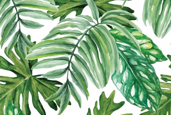 Тропические лист Monstera