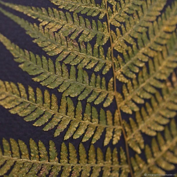 Папоротник tik031
