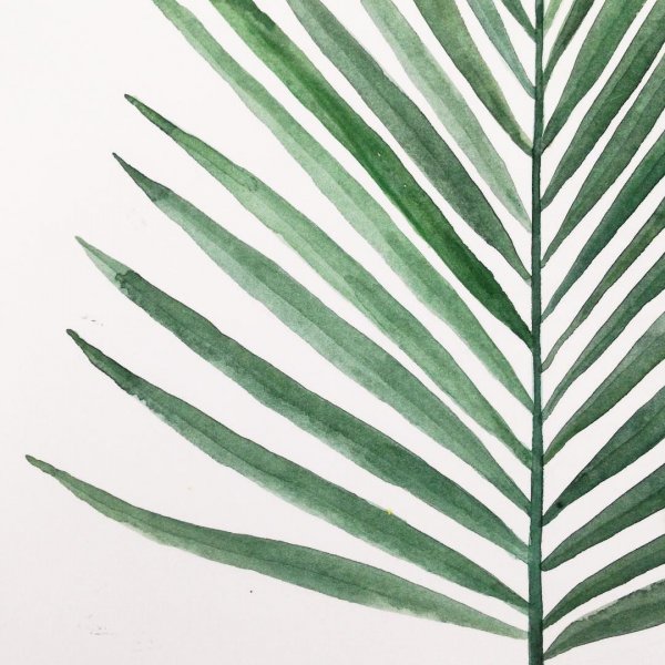 Картина листья пальмы