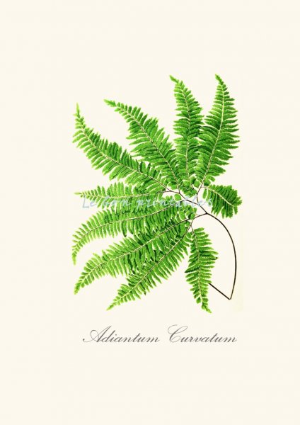 Папоротник вид сверху