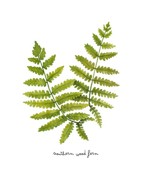 Листья папоротника акварель