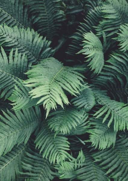 Папоротники коллаж