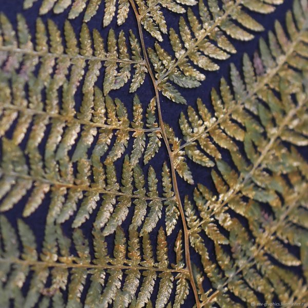 Картина с листом папоротника