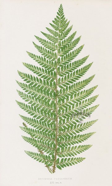 Лист папоротника ботаника