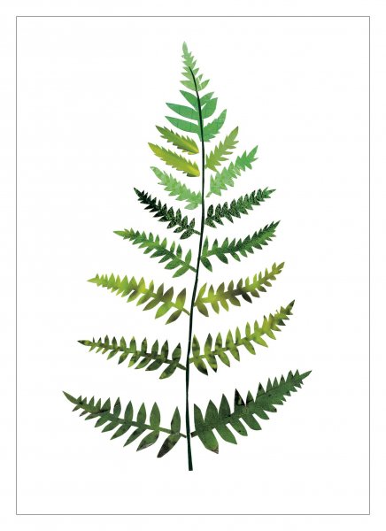 Постер лист папоротника