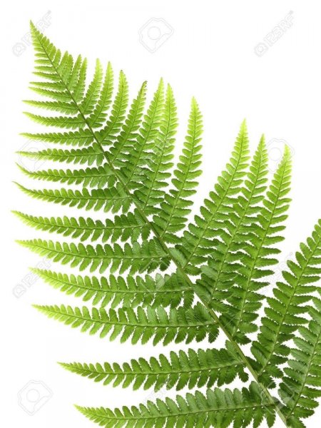 Постер лист папоротника