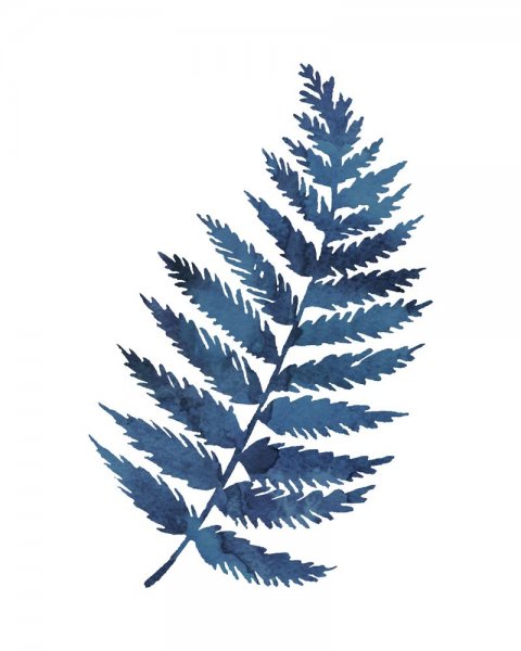 Папоротник голубой на белом фоне