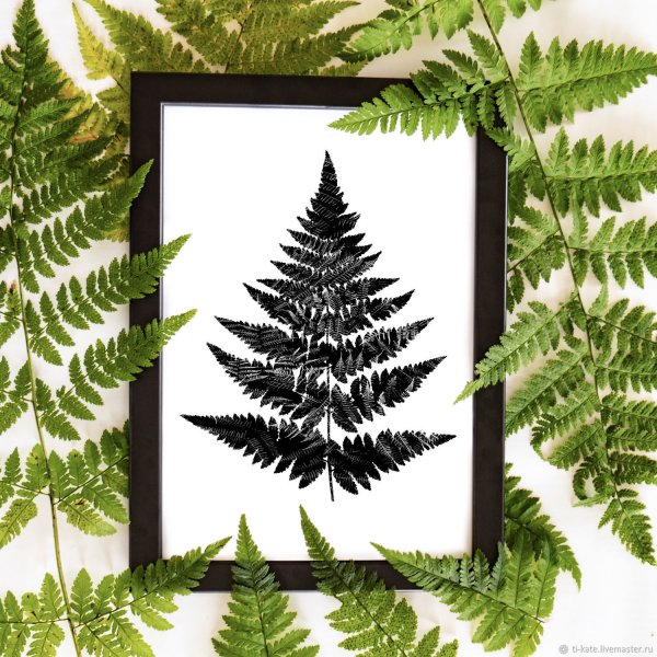 Папоротник рисунок
