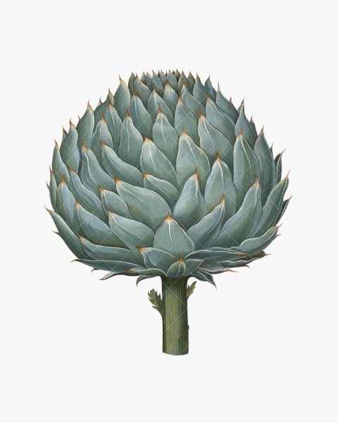 Стиль артишок в рисовании