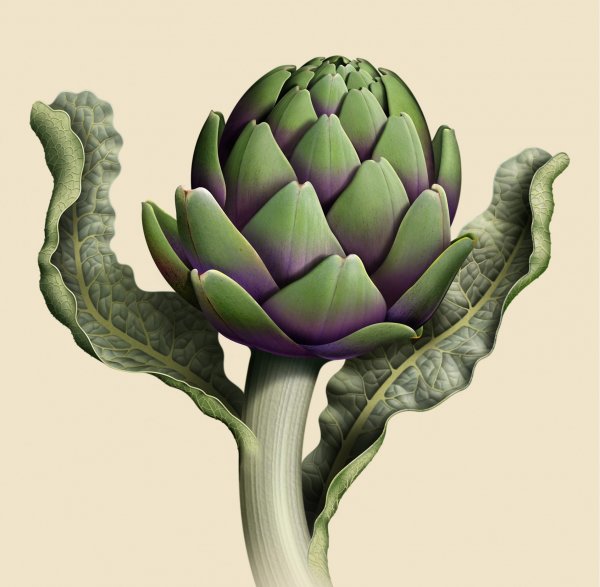 Постер «артишоки» 54str-art2