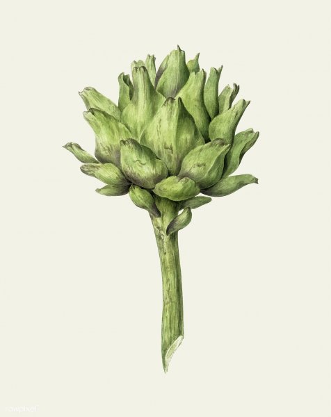 Ботанические постеры артишок