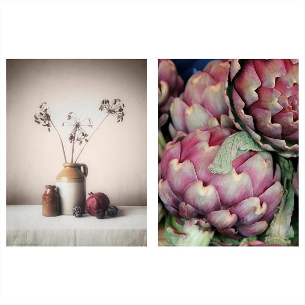 Артишок Ботанический рисунок