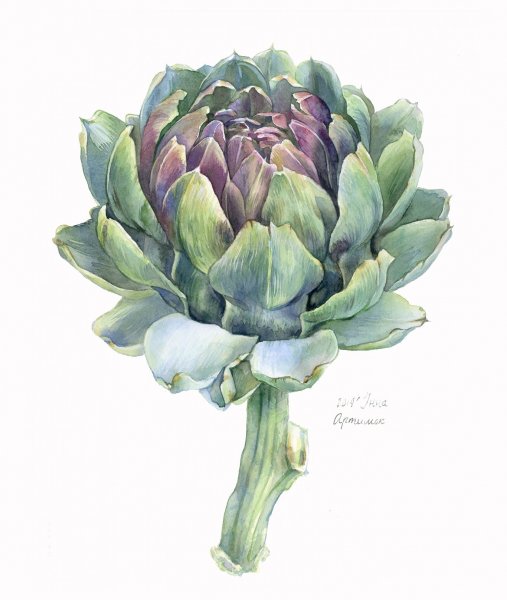 Ботаническая акварель артишок Винтаж