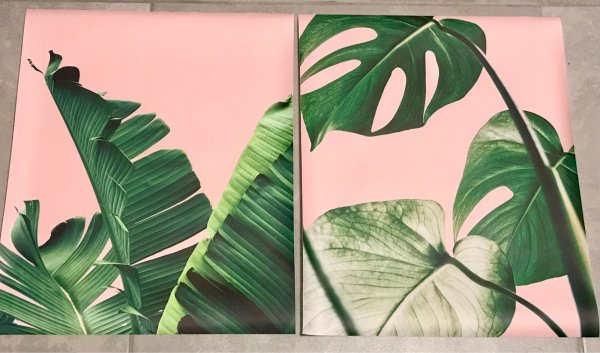 Тропические лист Monstera