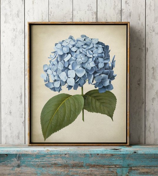 Постер голубая гортензия