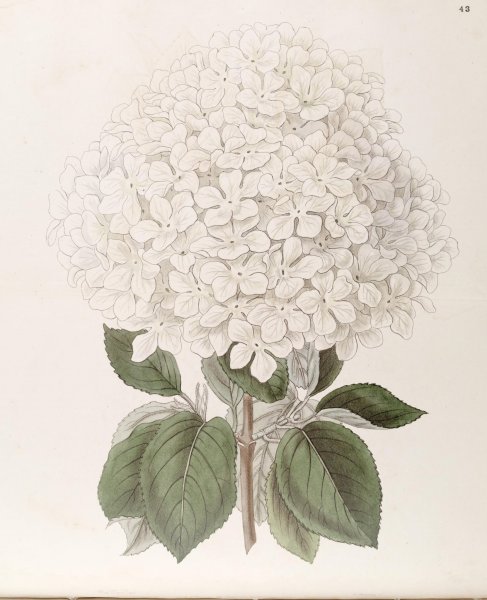 Гортензия метельчатая акварель