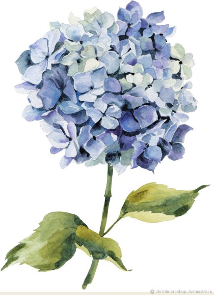 Постер гортензия
