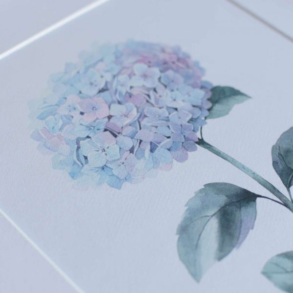 Постер гортензия акварель