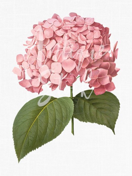 Постер гортензия