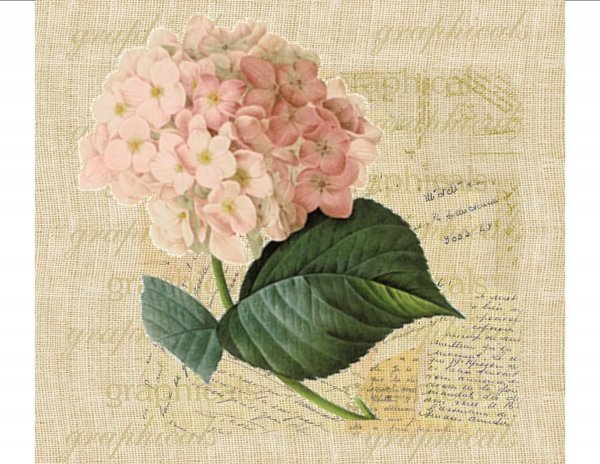 Винтажные гортензии