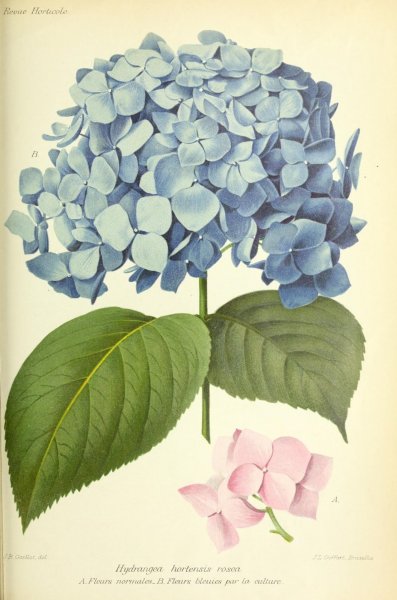 Гортензия Botanical