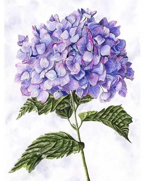 Винсент гортензия