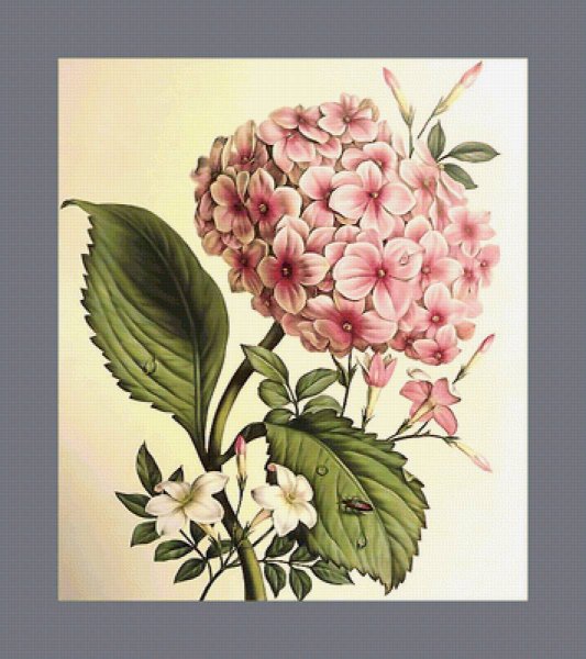Гортензия ботаника Винтаж