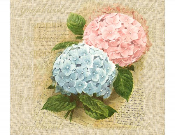 Гортензия Декумария Барбара